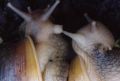 Achatina fulica